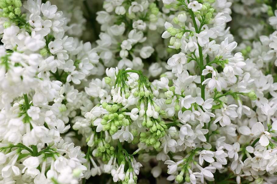 lilac, white, spring, flowers, garden, green, nature, fragrant HD wallpaper