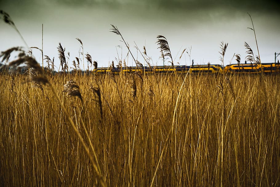 brown rice field during daytime, plant, growth, sky, land, agriculture HD wallpaper
