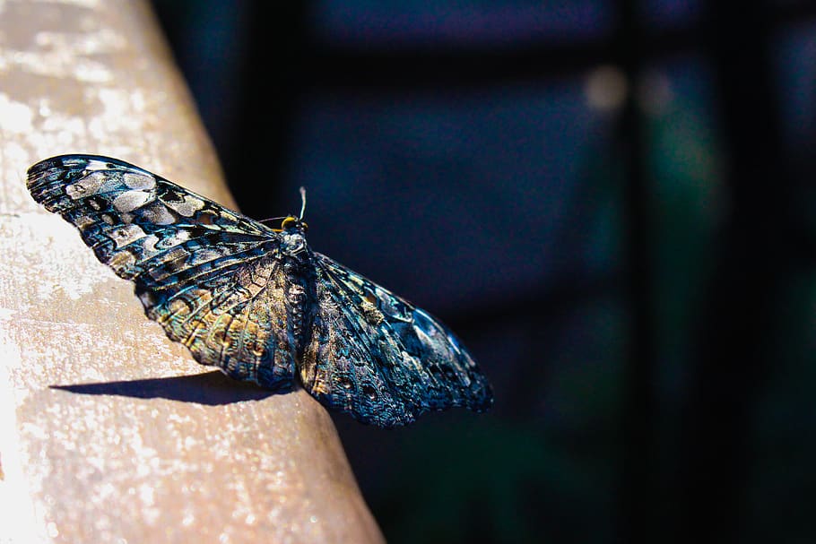 Selective Focus Photography of Gray and Blue Moth Perched on Brown Surface, HD wallpaper