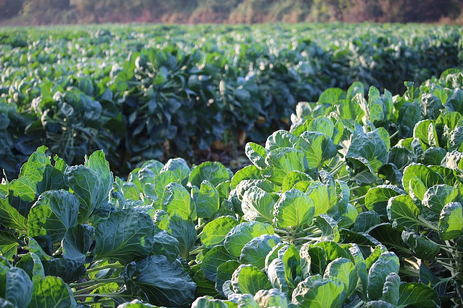 brussels sprouts, green, field, vegetables, leaves, plant, garden, HD wallpaper