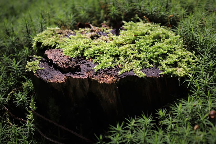 forest, tree, moss, autumn, green, light, sun, wood, log, wet HD wallpaper