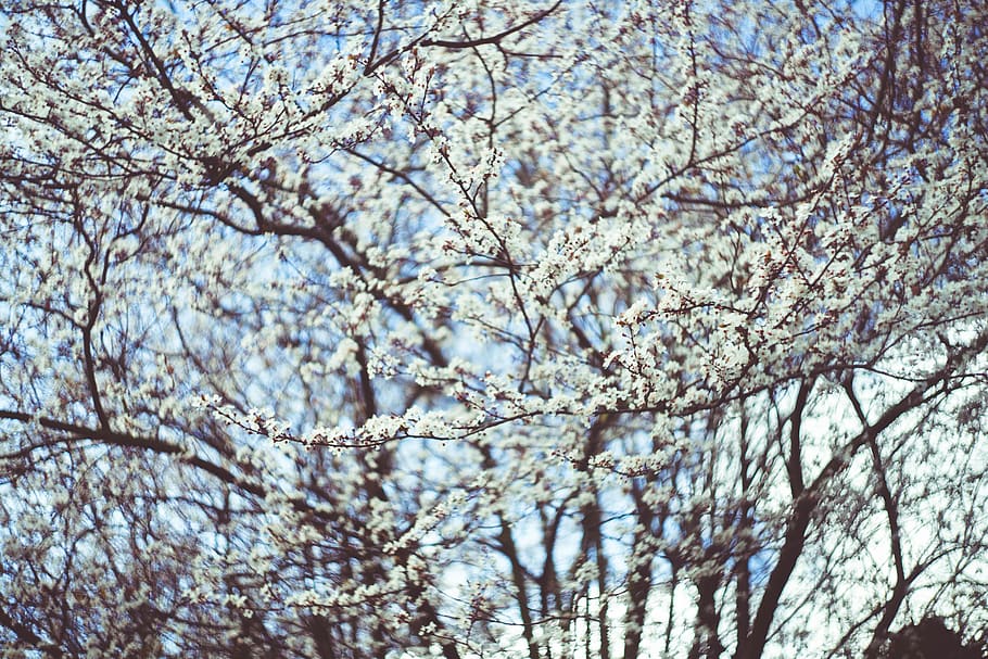 bare tree, plant, blossom, flower, cherry blossom, bokeh, botanical HD wallpaper