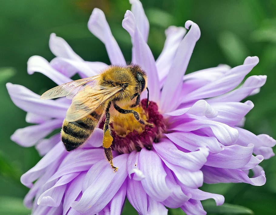 bee, honey bee, nectar, pollen, frühherbst, aster, aster flower HD wallpaper