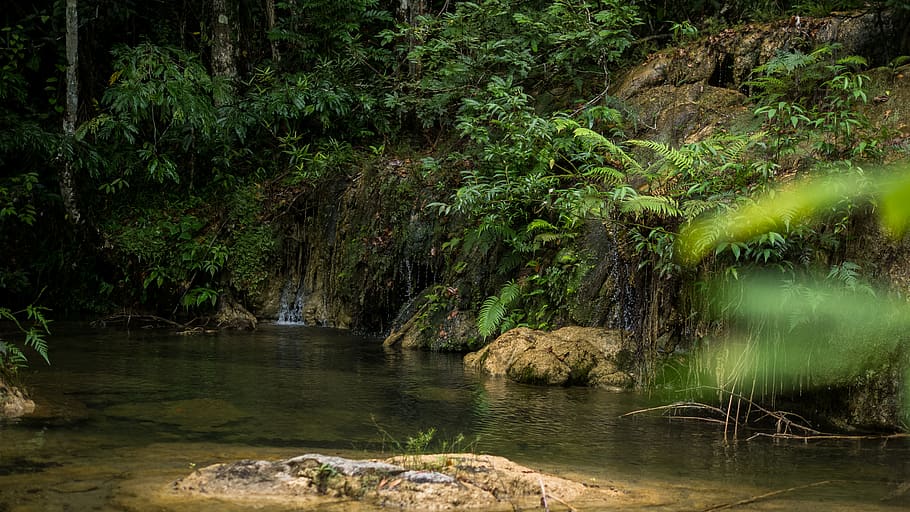 belize, forest, rainforest, stream, pool, natural pool, jungle HD wallpaper