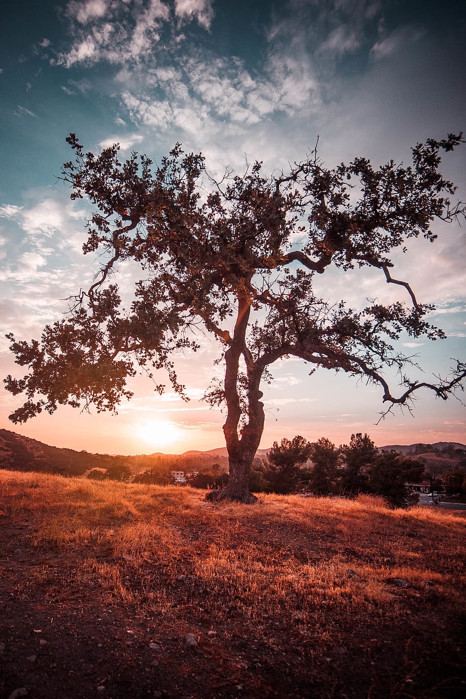 united states, malibu, story, summer, fairytale, sky, tree, HD wallpaper