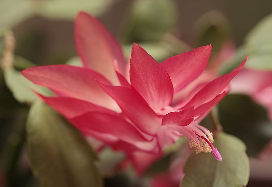 plant, weihnachtskaktus, cactus, flora, red, macro, close up HD wallpaper