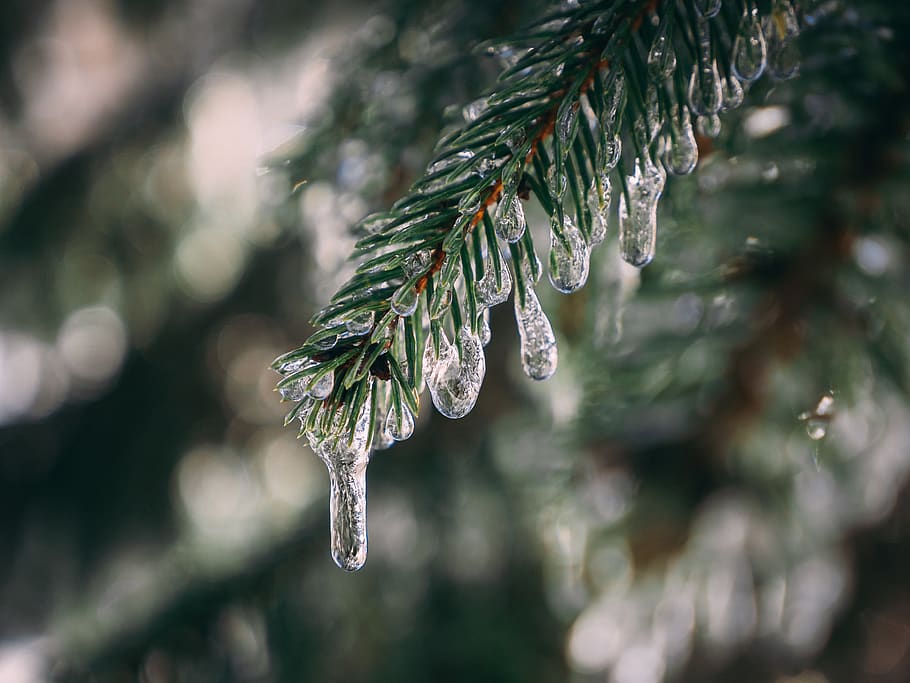 Iced Covered Tree, branch, close-up, cold, drops, evergreen, focus HD wallpaper