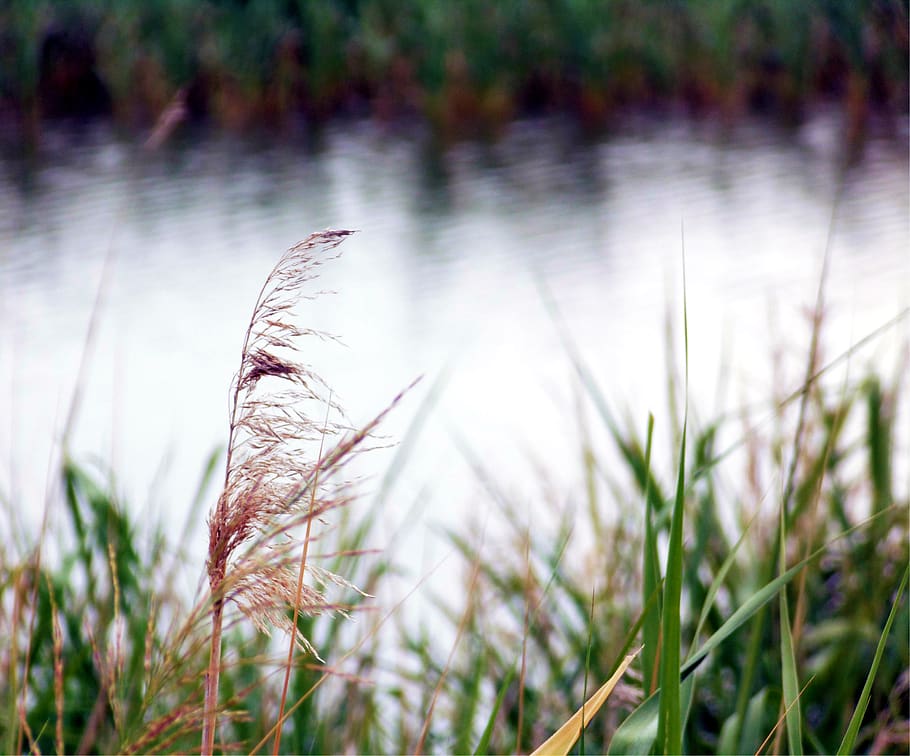 plant, growth, grass, water, nature, tranquility, no people HD wallpaper