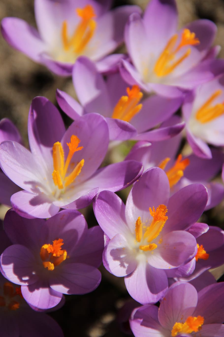 crocus, flowers, early bloomer, spring, winter, january, february HD wallpaper