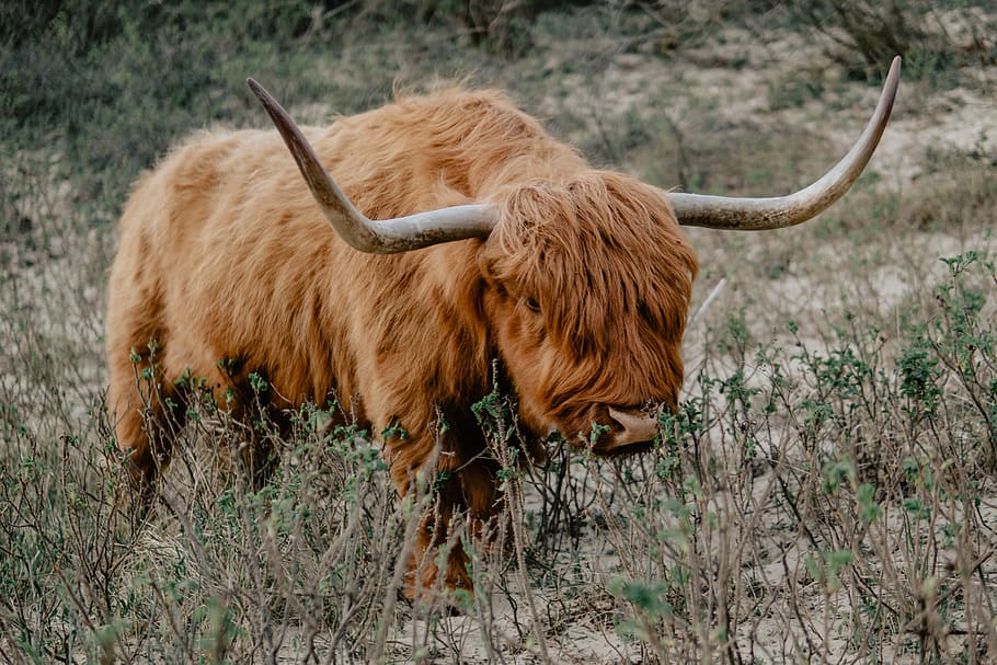 brown yak during daytime, cow, mammal, cattle, animal, longhorn, HD wallpaper