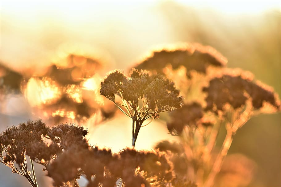 backlighting, mood, plant, dried, fat hen, nature, sunset, abendstimmung HD wallpaper