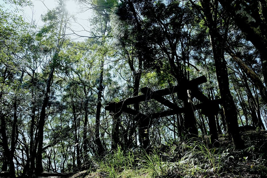 taiwan, 佛山寺, trees, outdoor, forest, meditation, silence HD wallpaper
