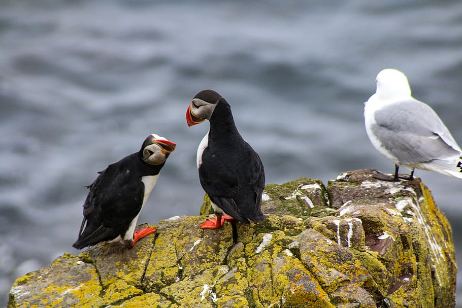 iceland, nature, bird, animal themes, animal wildlife, animals in the wild HD wallpaper