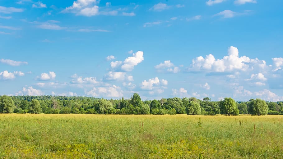 landscape, forest, trees, nature, clouds, summer, sky, horizon HD wallpaper