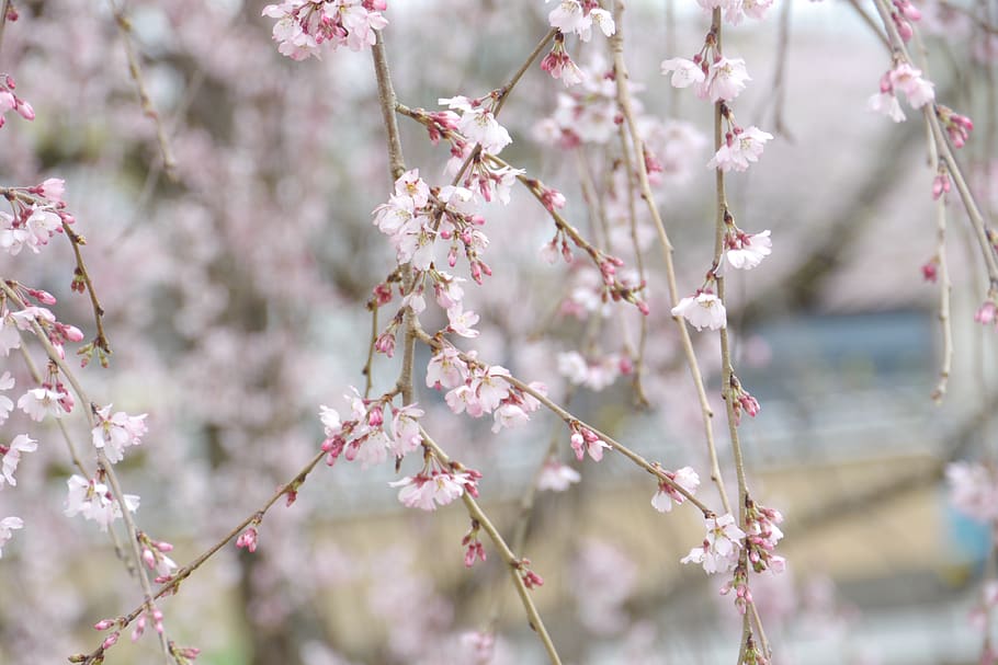 sakura, cherry blossoms, kyoto, flowering plant, fragility HD wallpaper