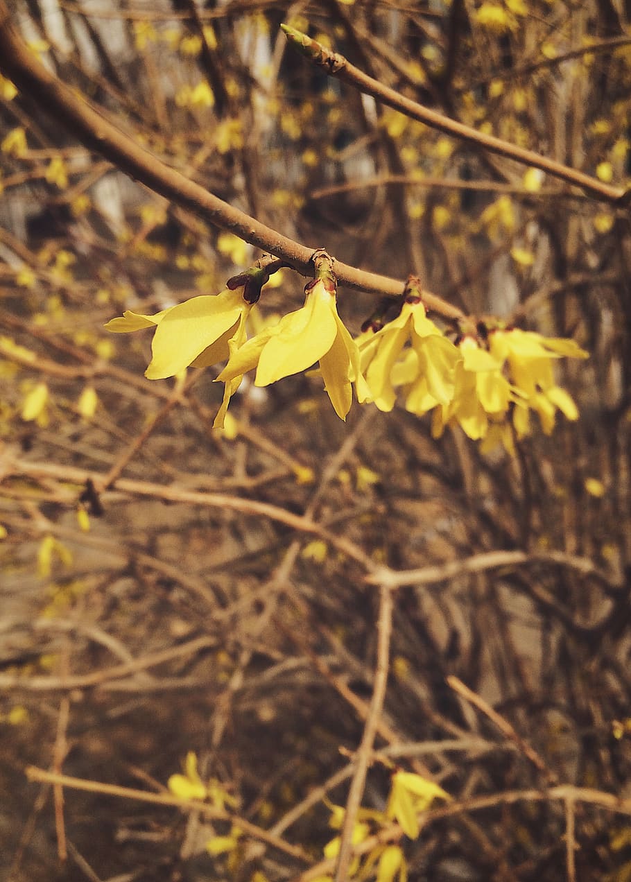 flower, spring, plant, flowering plant, yellow, close-up, growth HD wallpaper