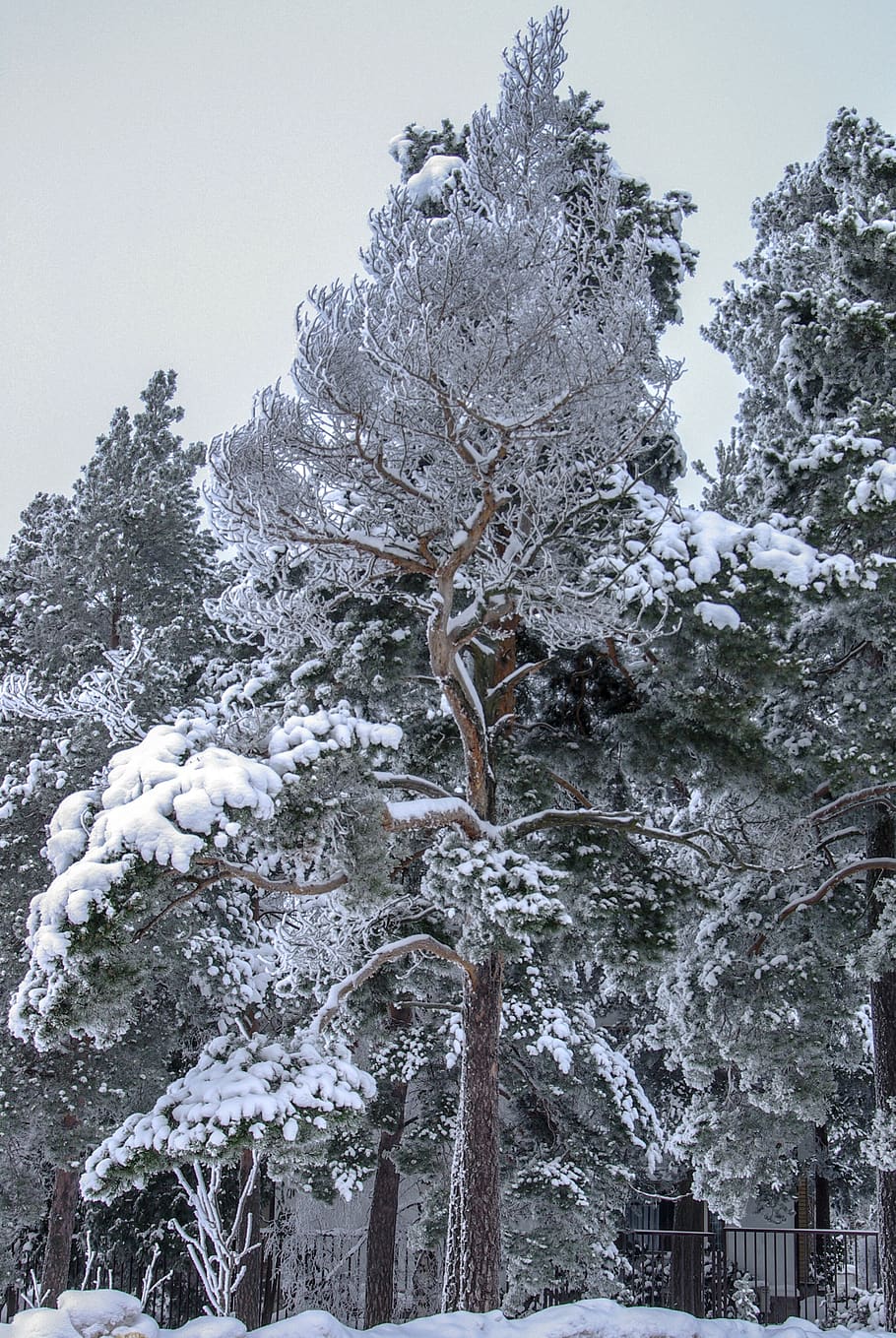 winter, snow, pine, snowy, snowflakes, christmas greetings HD wallpaper