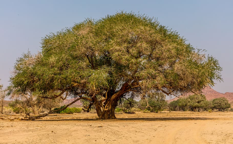namibia, ugab, tree, plant, land, environment, desert, nature HD wallpaper