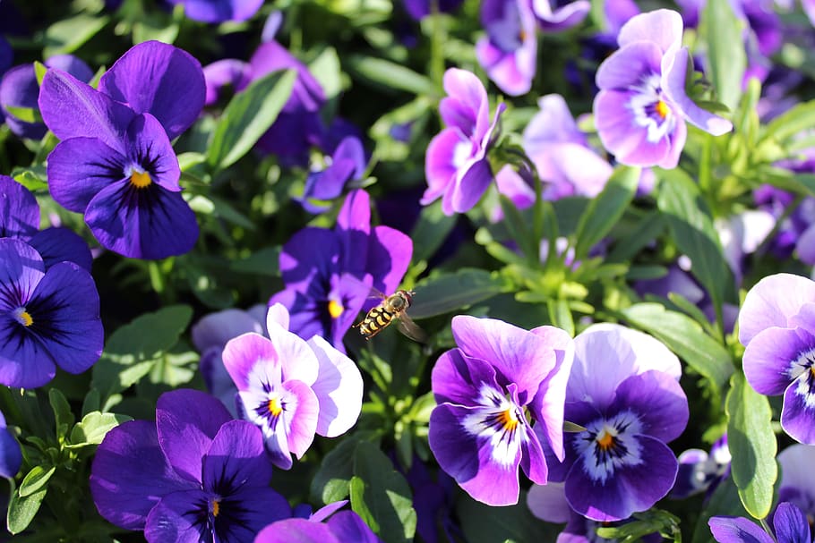 flowers, bee, nature, bloom, garden, flora, fly, flowering plant HD wallpaper