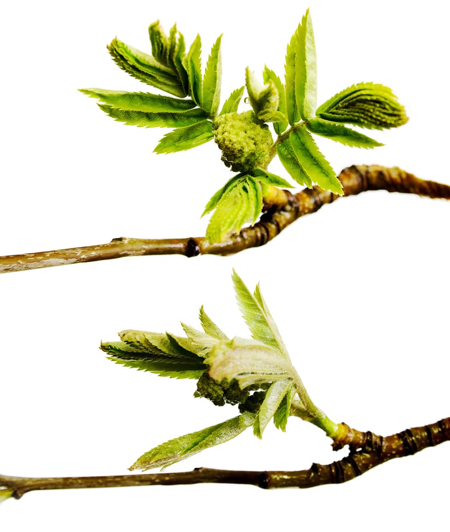 branch, tree, leaf, green, white, plant, isolated, growth, nature HD wallpaper