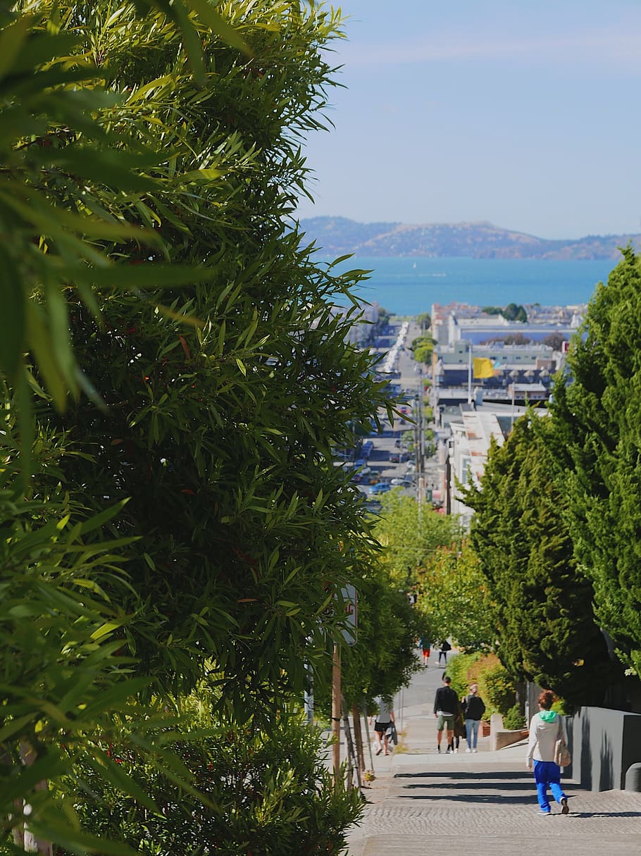 summer, city, trees, roads, san fracisco, plant, group of people, HD wallpaper