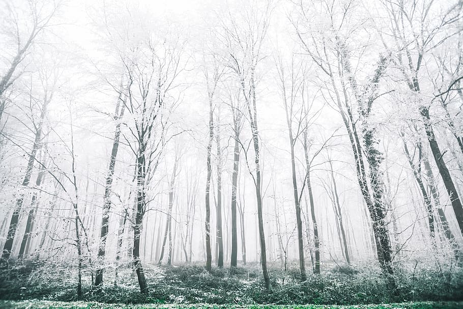 nature, landscape, green, trees, forest, woods, plant, tranquility HD wallpaper