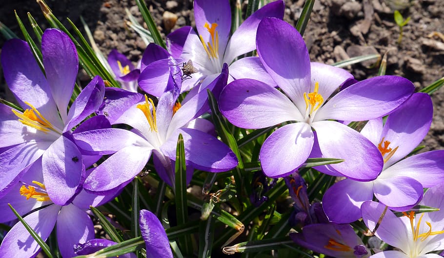 dwarf crocuses, spring, early spring, flower, nature, plant HD wallpaper