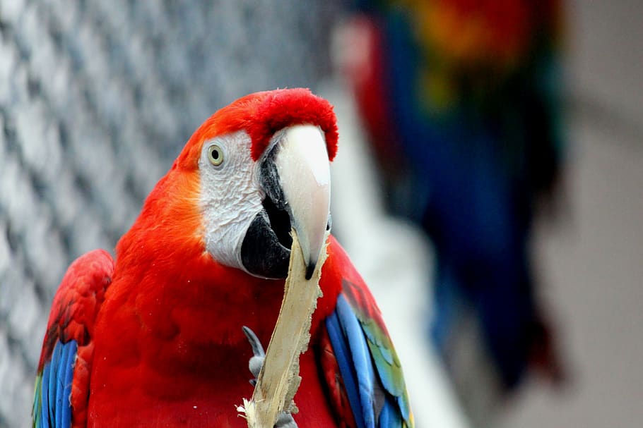 ara, parrot, red macaw, ara macao, bird, animals, feathered race, HD wallpaper