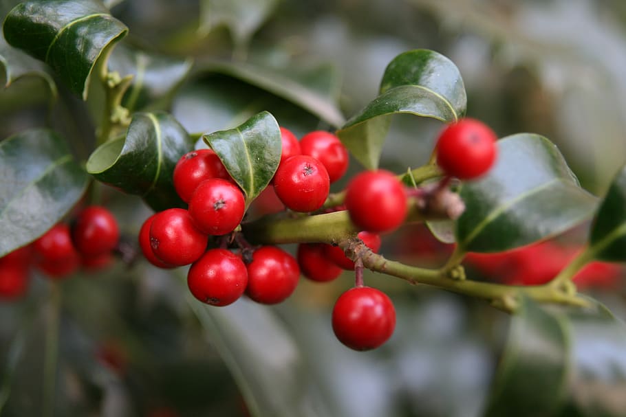 berries, red, ilex, berry, fruit, food, food and drink, healthy eating HD wallpaper