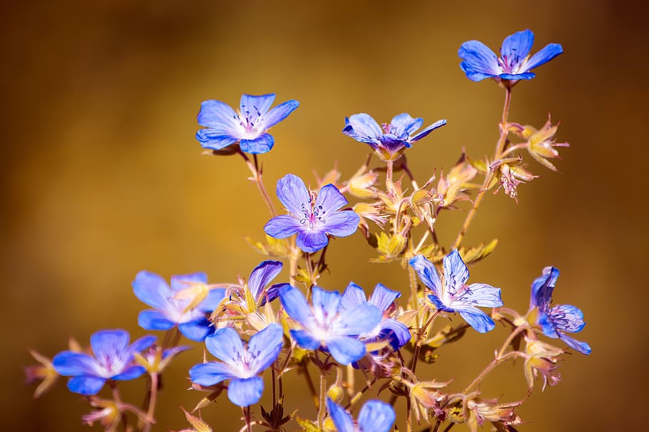 Macro Photography of Blue Petaled Flowers, bloom, blooming, blossom HD wallpaper