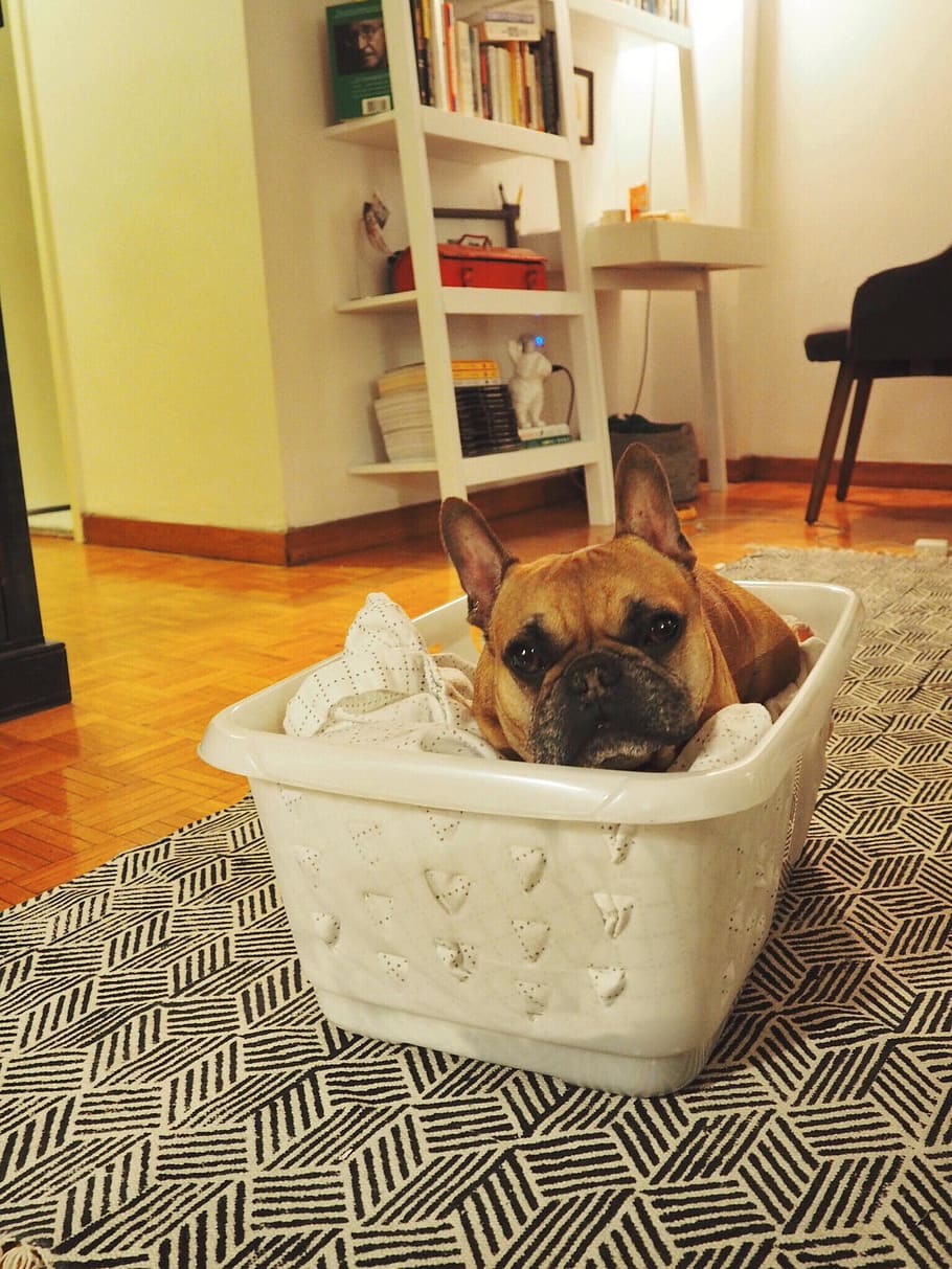 frenchie, tired, laundry, cozy, dog, domestic, pets, one animal HD wallpaper