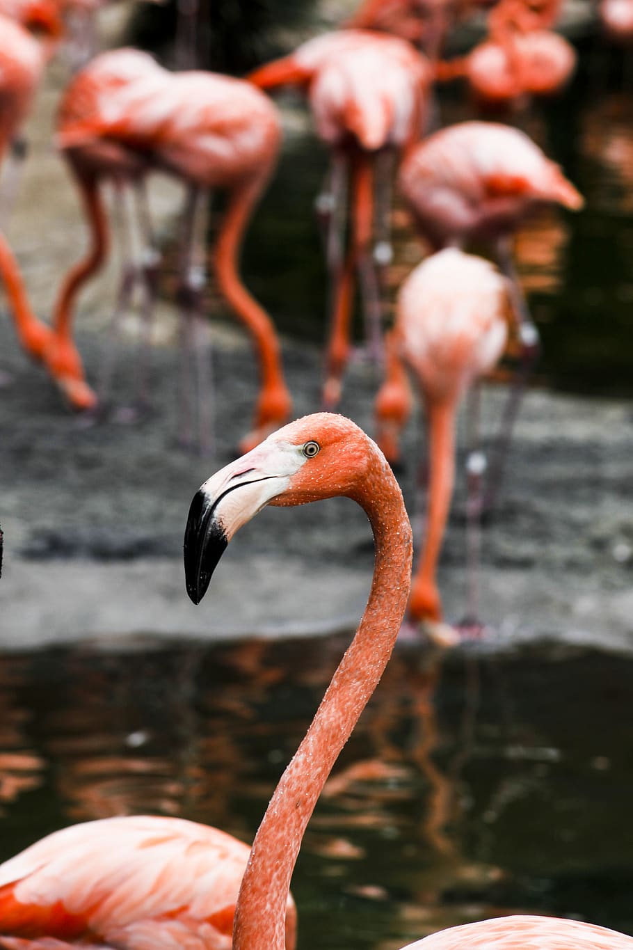 Pink Flamingo, animals, aviary, blur, close-up, colors, exotic HD wallpaper