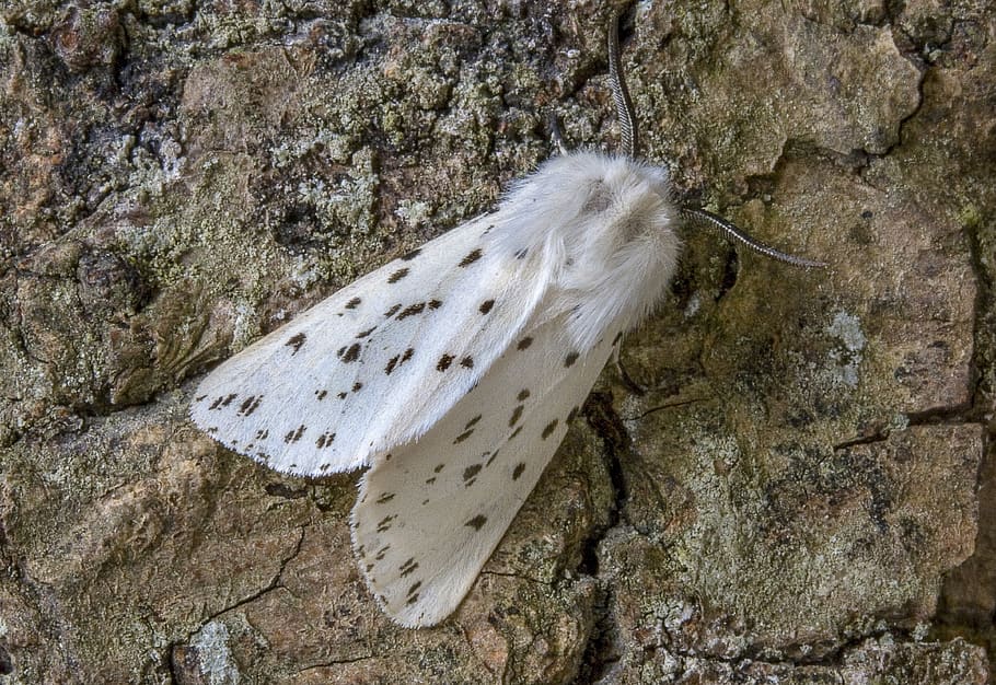 white-ermine, moth, wings, pattern, insect, nature, summer HD wallpaper