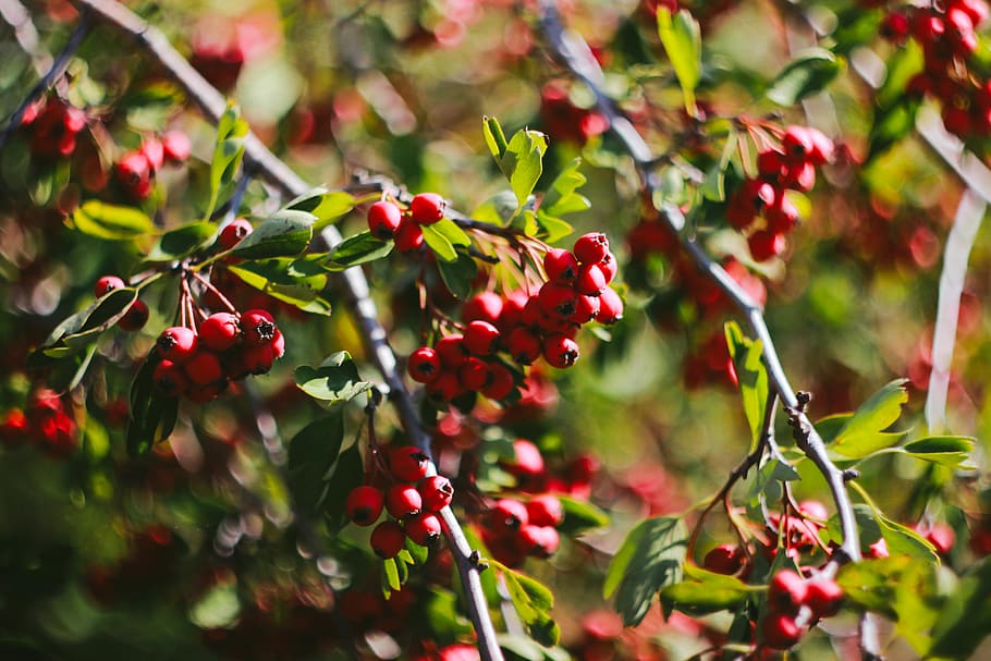 red cherries, plant, fruit, food, cherry, plum, kiwi, produce HD wallpaper
