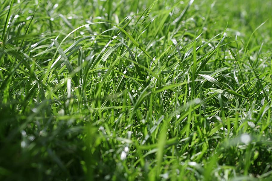 grass, green color, plant, selective focus, growth, beauty in nature HD wallpaper