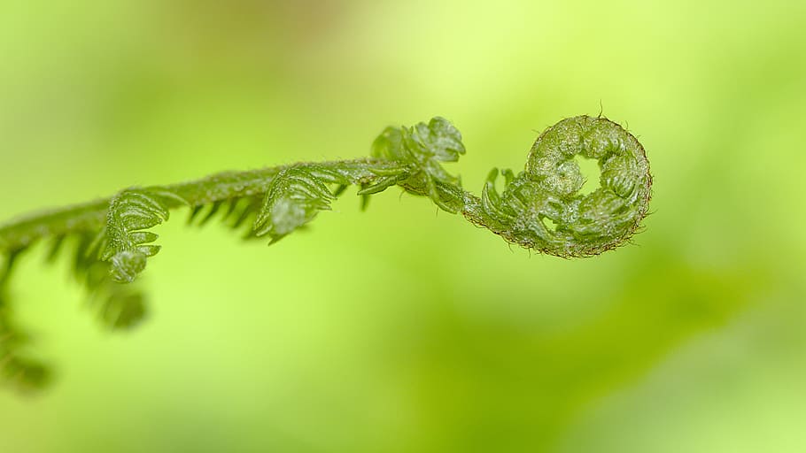 fern, green, spring, growth, fresh, macro, green color, plant HD wallpaper