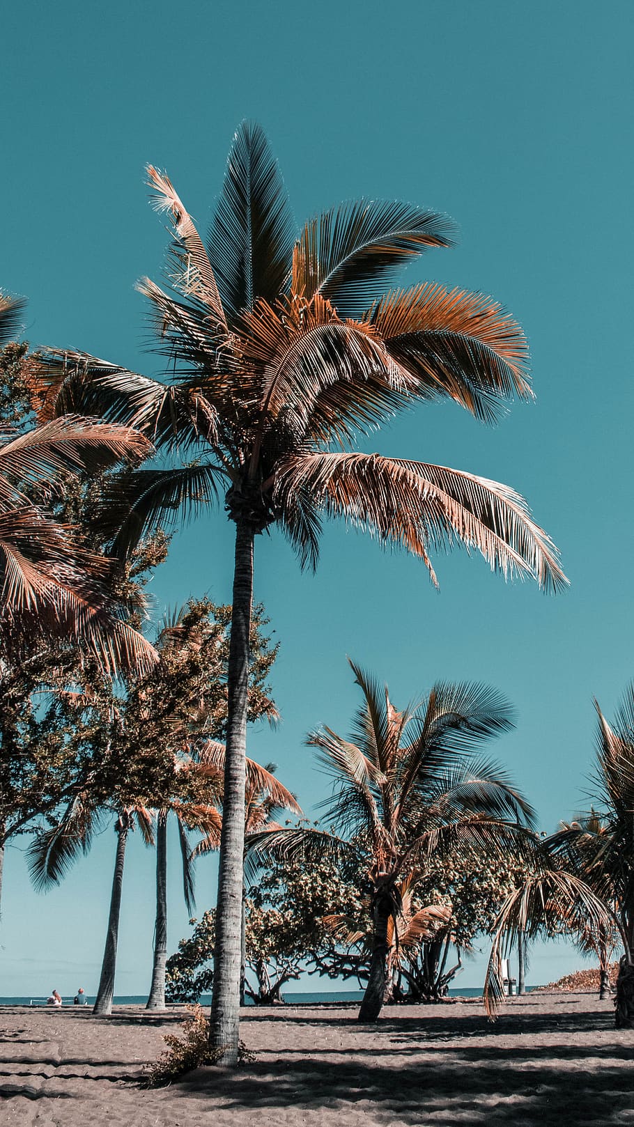 réunion, palm tree, tropical climate, sky, plant, nature, tranquility HD wallpaper