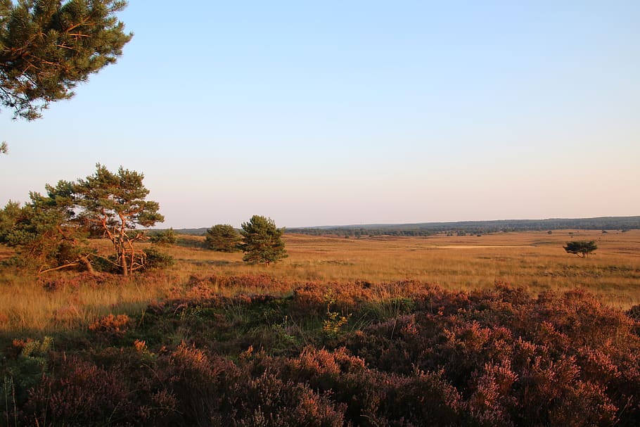 veluwe, netherlands, nature, heide, view, plant, sky, beauty in nature, HD wallpaper