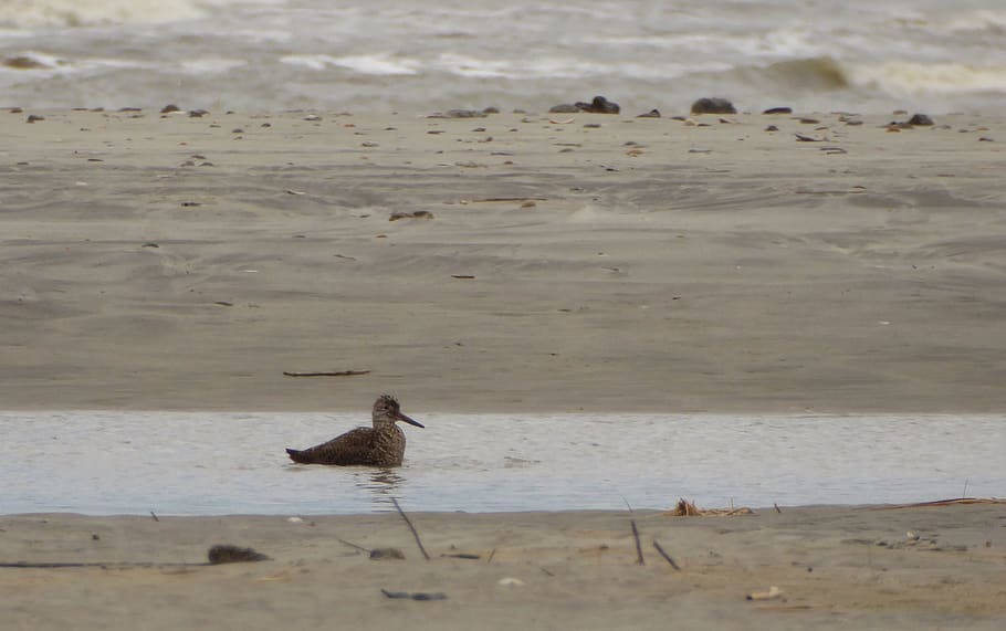 beach, ocean, sand, bird, tidal pool, summer, peaceful, animal wildlife HD wallpaper