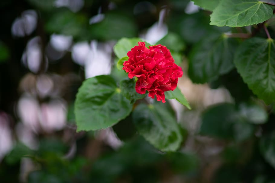 plant, flower, red flower, beauty in nature, flowering plant HD wallpaper