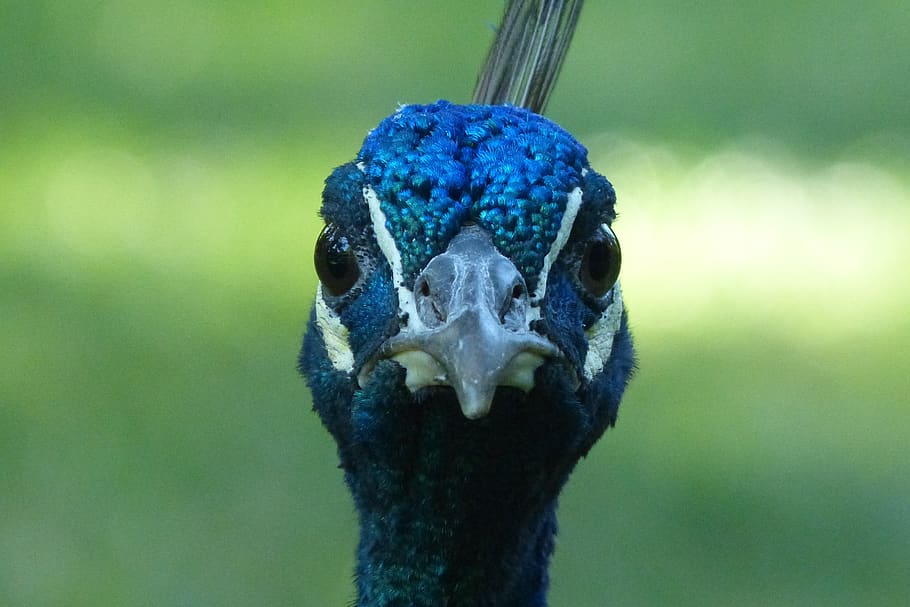 peacock, nice, is watching, bird, blue, nature, animal, turquoise HD wallpaper