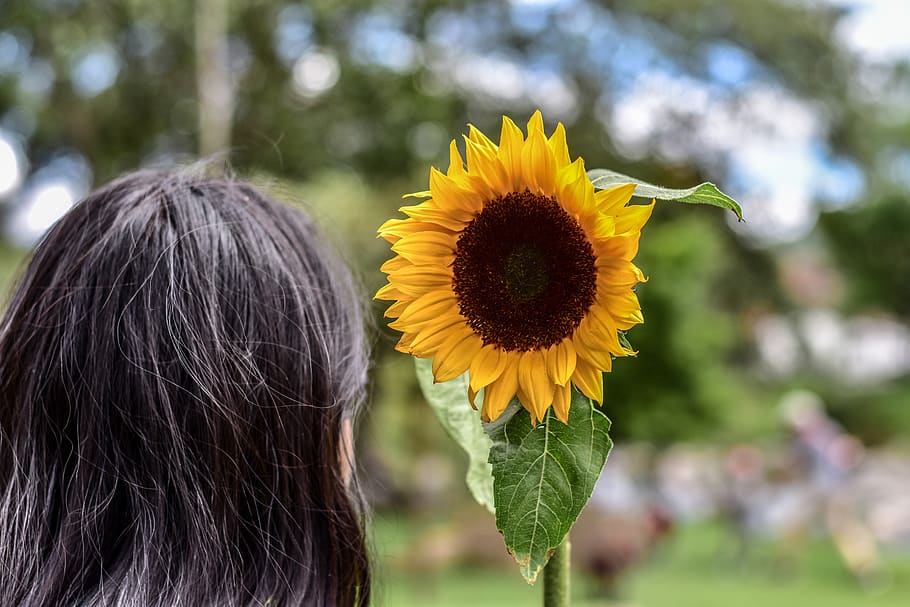 sunflower, plain, landscape, grass, nature, flowering plant HD wallpaper