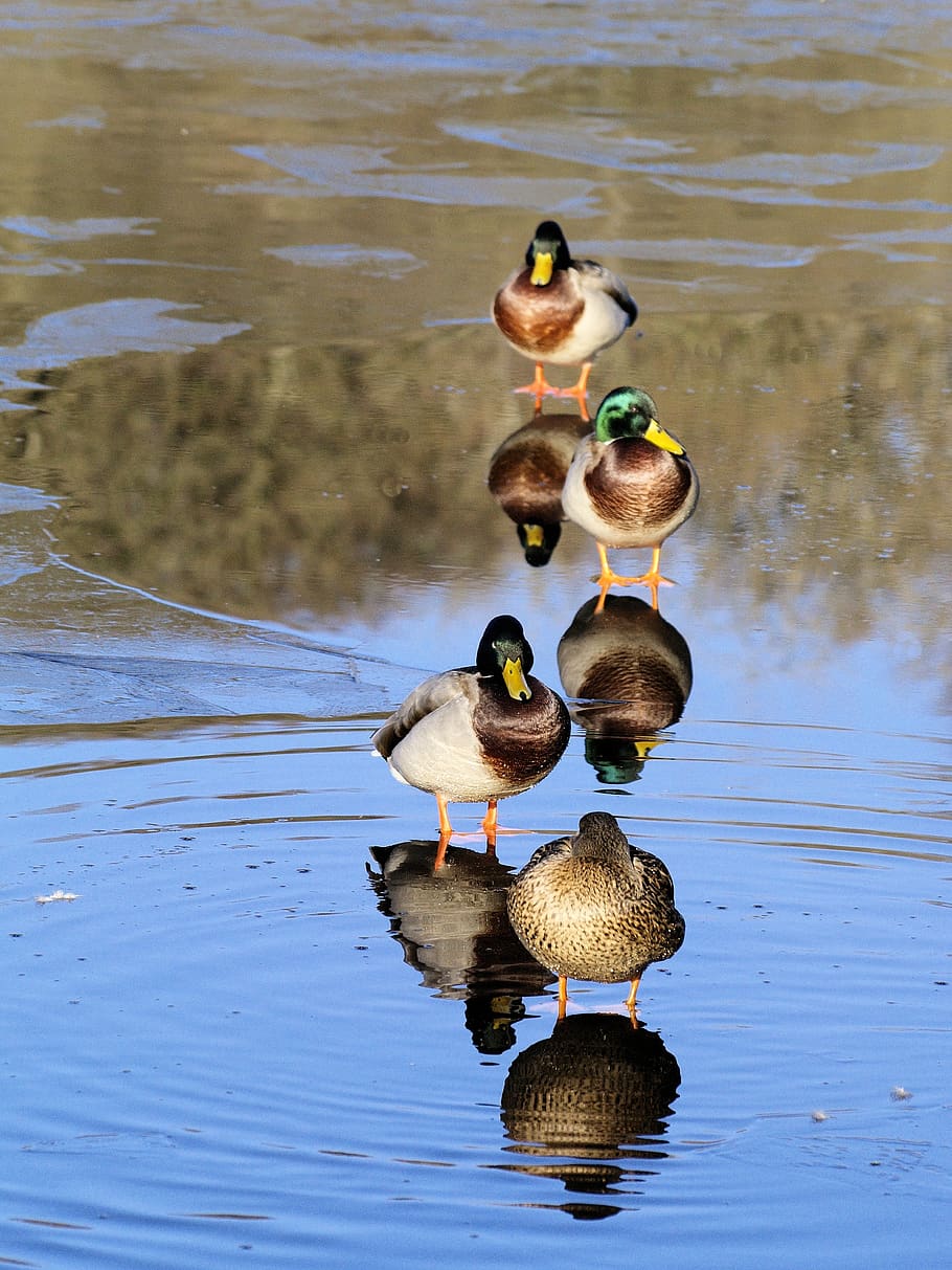 ducks, ice, water, reflection, winter, colourful, lake, animals in the wild HD wallpaper