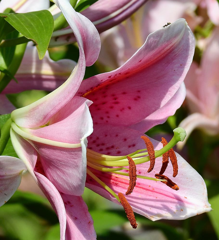 flower, stamens, macro, pink, plant, flowering plant, beauty in nature HD wallpaper