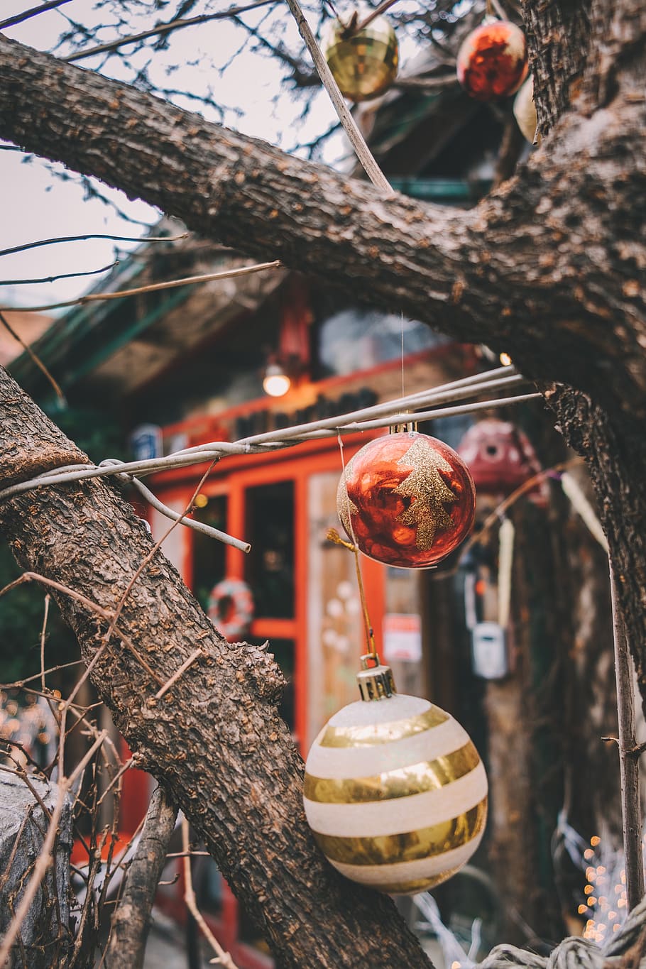 baubles on trees during daytime, plant, focus on foreground, branch HD wallpaper