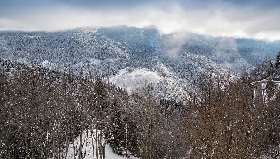trees near mountain, plant, abies, fir, nature, outdoors, monte maniva HD wallpaper