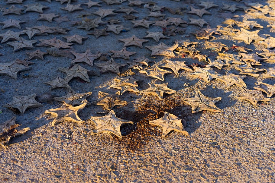 starfish, port, dried, pattern, star-shaped, high angle view HD wallpaper