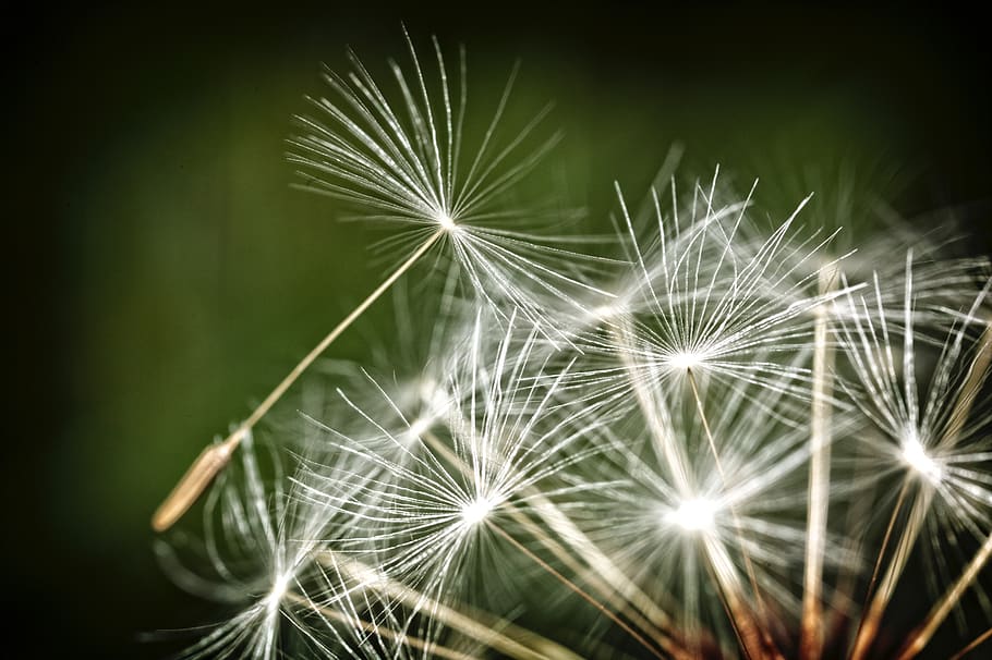 White Dandelions, bloom, blooming, blossom, blur, close-up, delicate HD wallpaper