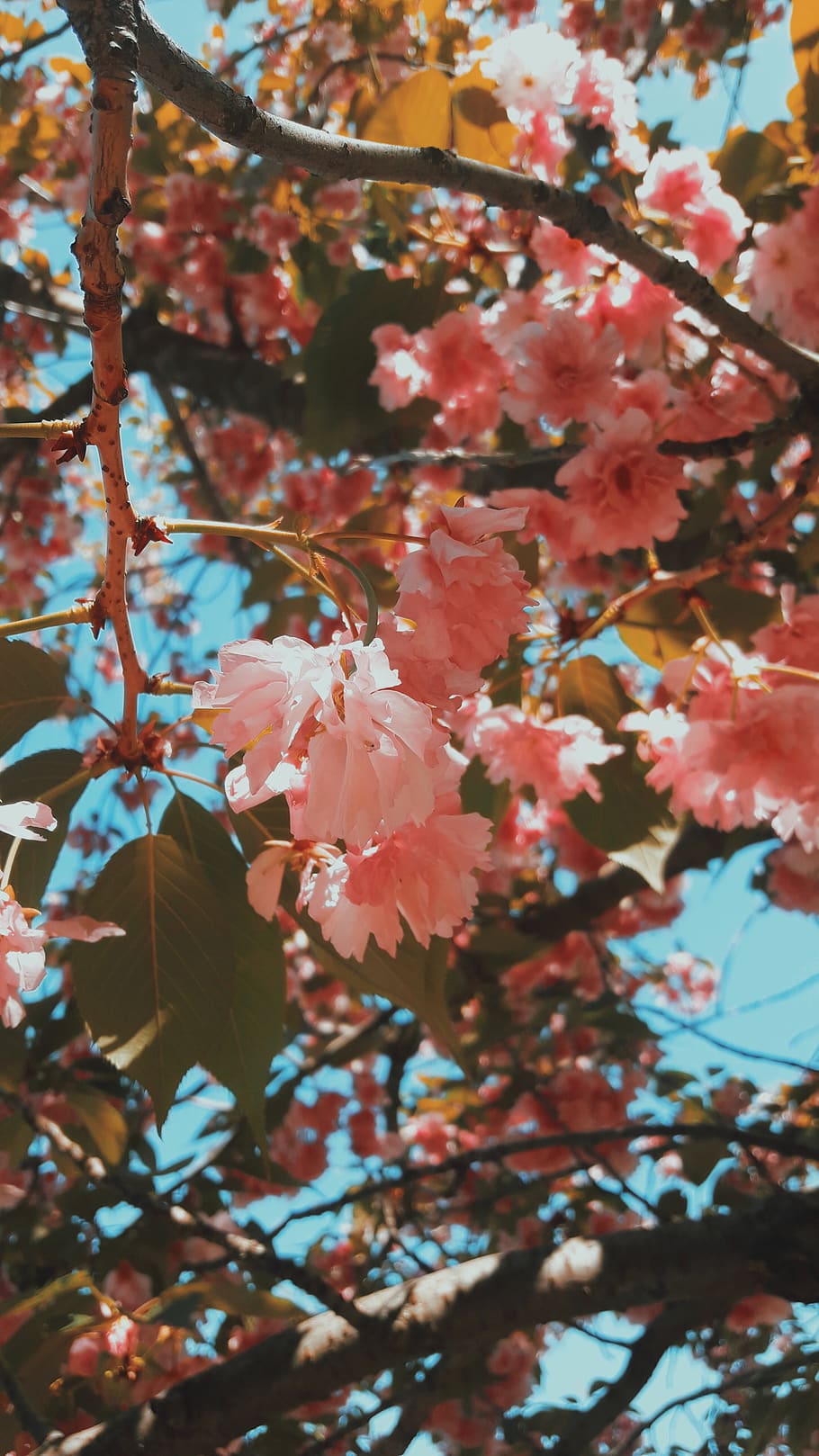 plant, leaf, tree, maple, blossom, flower, nature, flowers HD wallpaper