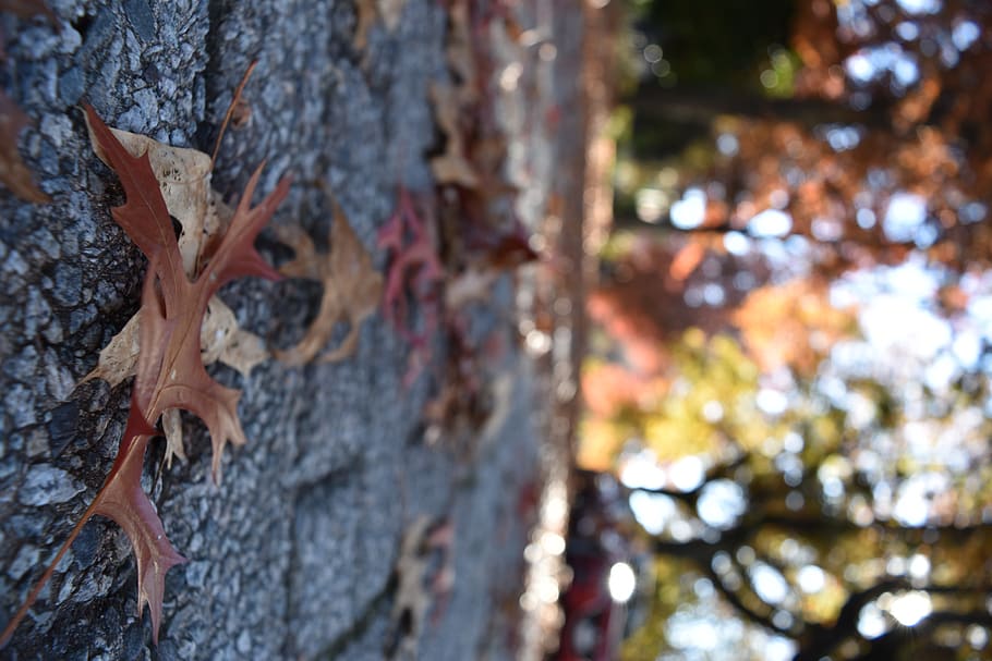 canada, vancouver, tree, trunk, tree trunk, plant, day, nature HD wallpaper
